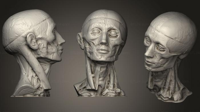 Анатомия скелеты и черепа (Ветвь нижней челюсти, ANTM_0878) 3D модель для ЧПУ станка